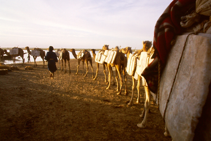 Dromedari e le carovane del sale in Africa, foto di Massimo Fusai.